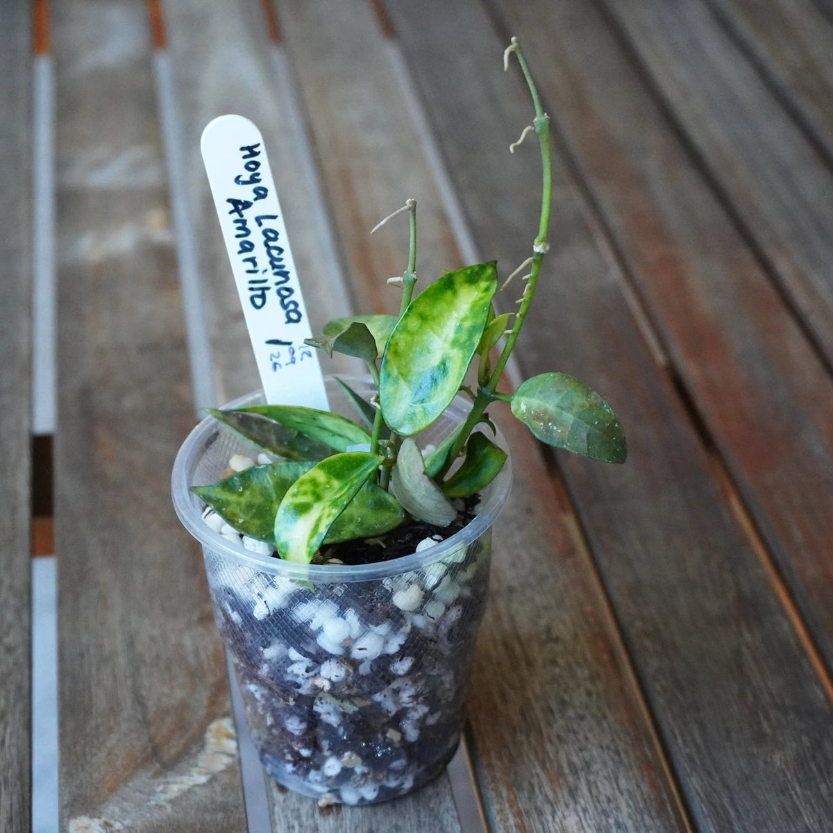 Hoya lacunosa Amarillo Plant 01 with mottled yellow and green leaves, slender climbing vines and new growth in a clear pot.