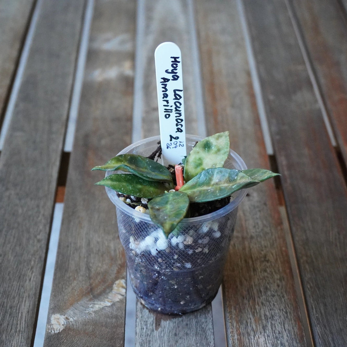 Hoya lacunosa Amarillo Plant 02 with compact green and yellow mottled foliage growing in a clear nursery pot.