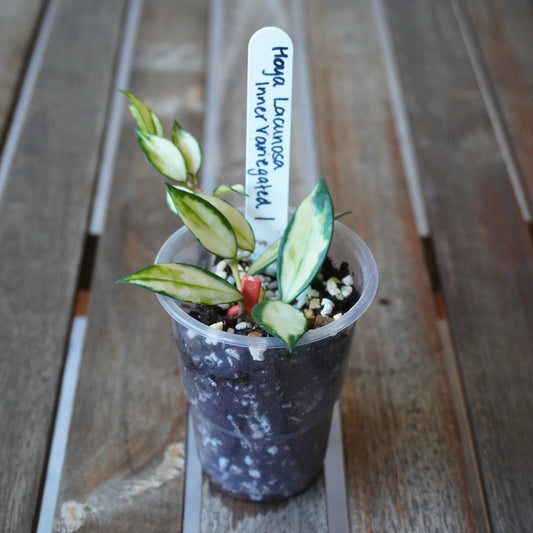 Hoya lacunosa Inner Variegated Plant 01 with cream-centred green leaves and elongated stems in a clear nursery pot.