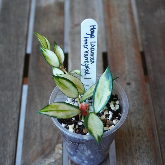 Top view of Hoya lacunosa Inner Variegated Plant 01 showing pointed leaves with creamy white centres and green margins.