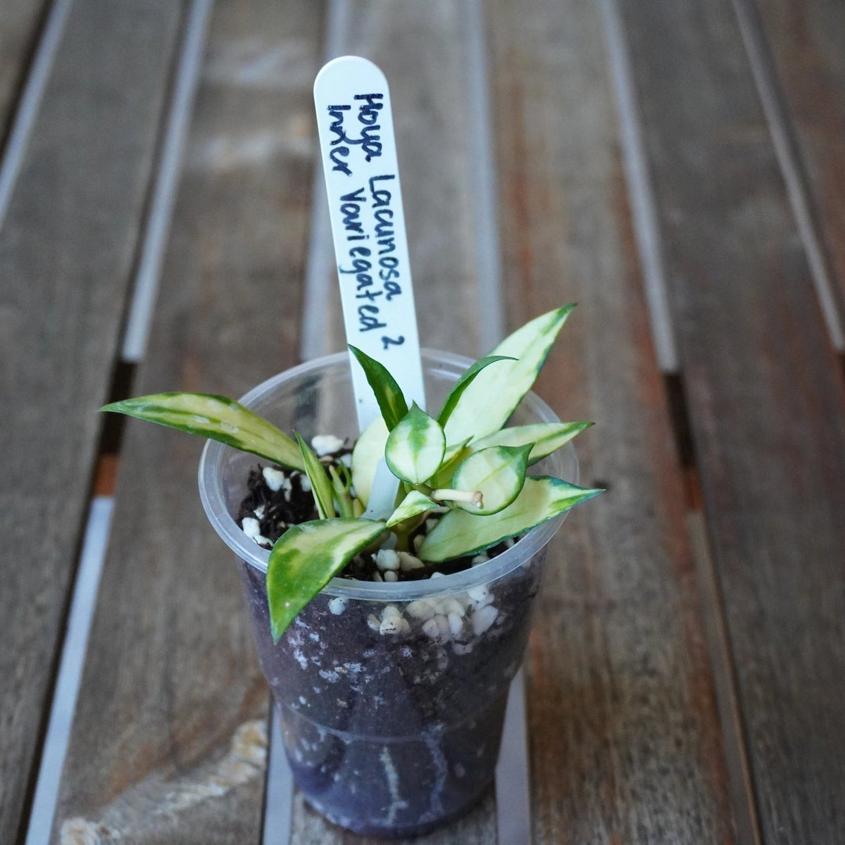 Hoya lacunosa Inner Variegated Plant 02 with compact cream and green foliage and fresh growth in a clear nursery pot.