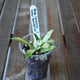 Hoya lacunosa Inner Variegated Plant 02 with compact cream and green foliage and fresh growth in a clear nursery pot.