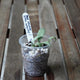 Hoya lacunosa ‘Silver Long Leaf’ young plant with narrow silver-green leaves growing in a clear pot.