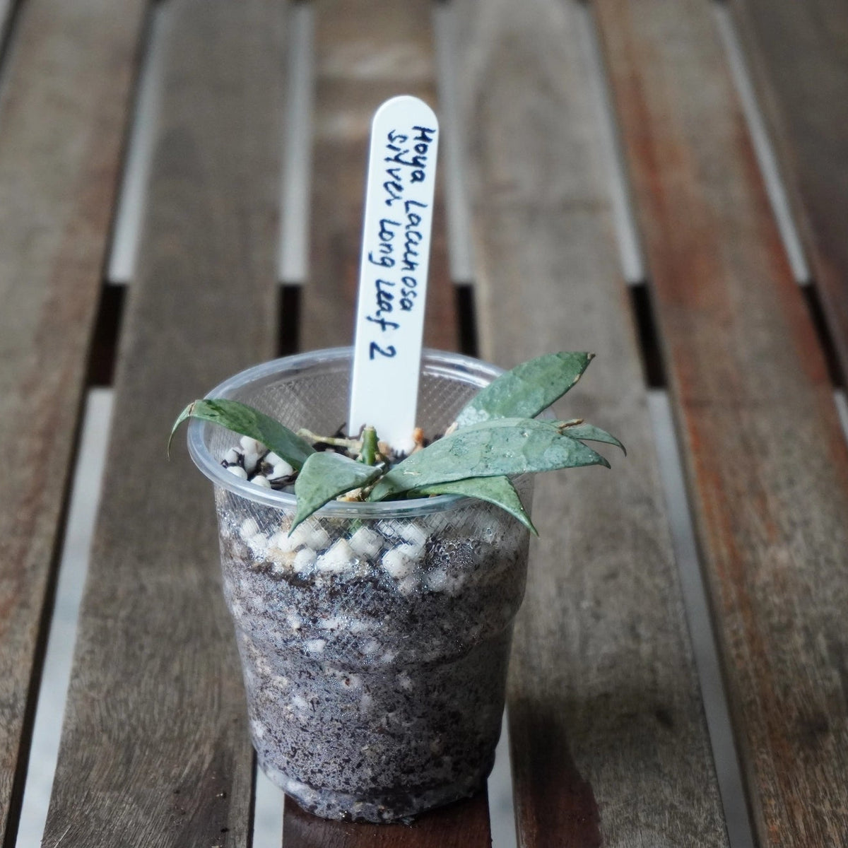 Hoya lacunosa ‘Silver Long Leaf’ young plant with elongated silver-green leaves growing in a clear pot.