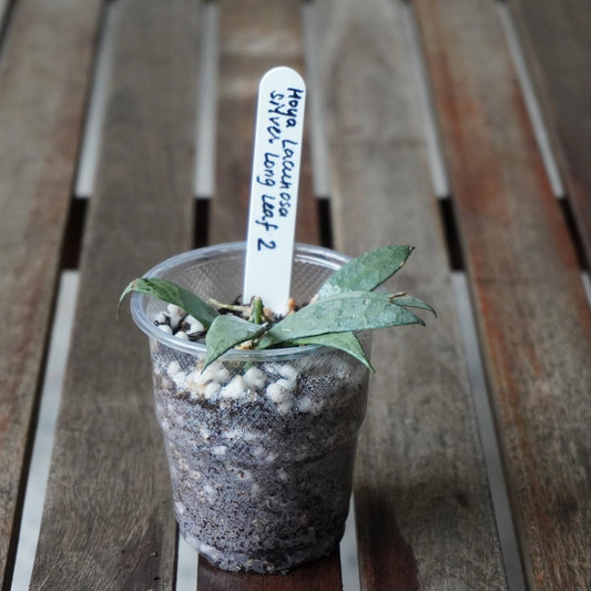 Hoya lacunosa ‘Silver Long Leaf’ young plant with elongated silver-green leaves growing in a clear pot.