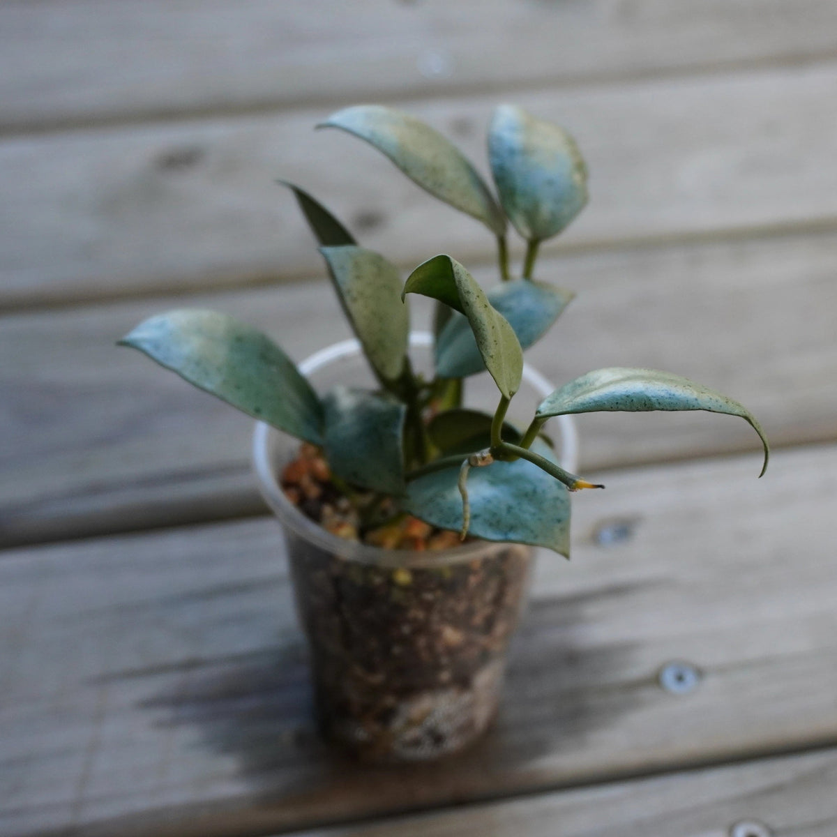 Hoya Lacunosa Silver Mint Coin  collector trailing indoor wax plant with thick round silver leaves