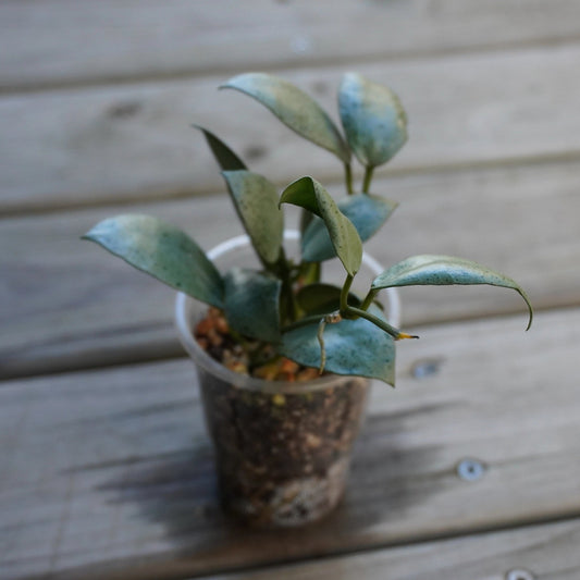Hoya Lacunosa Silver Mint Coin  collector trailing indoor wax plant with thick round silver leaves