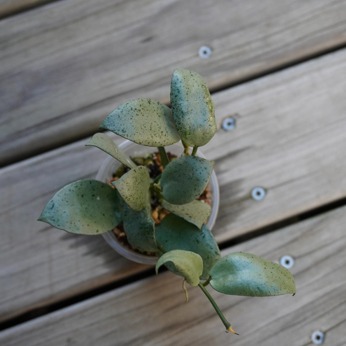 Hoya Lacunosa Silver Mint Coin (Hoya lacunosa) rare trailing indoor wax plant with thick round silver leaves