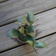 Hoya Lacunosa Silver Mint Coin (Hoya lacunosa) rare trailing indoor wax plant with thick round silver leaves