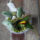 Hoya lacunosa ‘Sulcata’ young plant with silver-speckled leaves and trailing green growth in a clear pot.