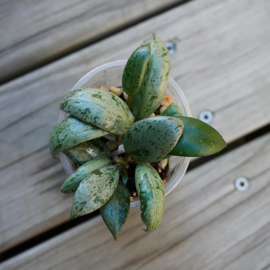 Hoya Lacunosa Sulcata (Hoya lacunosa) trailing indoor plant showing compact, deeply veined green lanceolate leaves