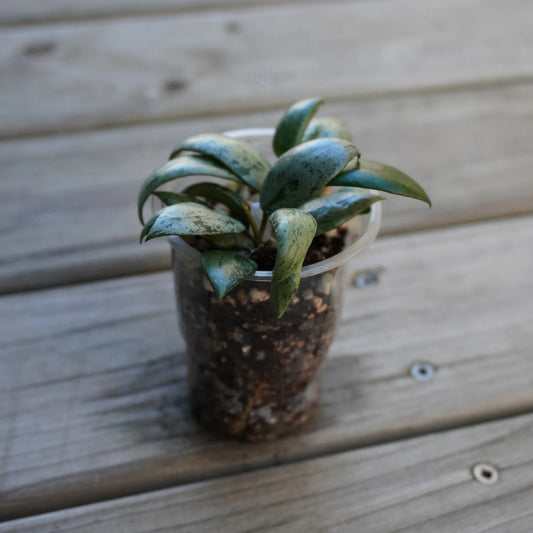 Hoya Lacunosa Sulcata trailing indoor plant showing compact, deeply veined green lanceolate leaves