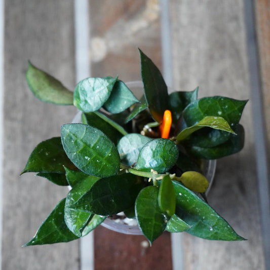 Hoya Lacunosa Thick Leaf plant top view with small plump waxy dark green leaves over a timber deck background.
