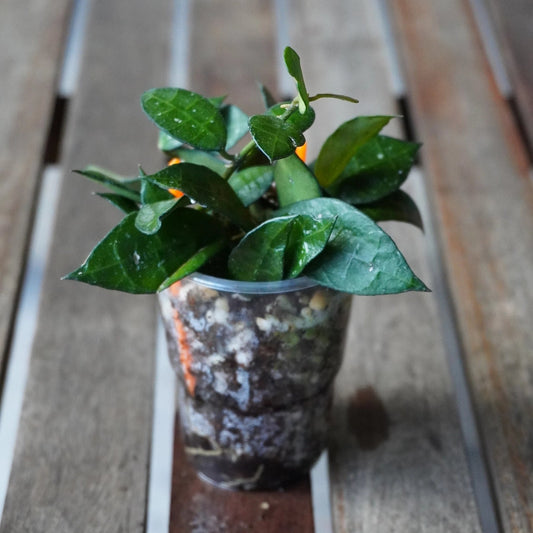 Hoya Lacunosa Thick Leaf rare indoor plant with small plump waxy dark green leaves over a timber deck background.