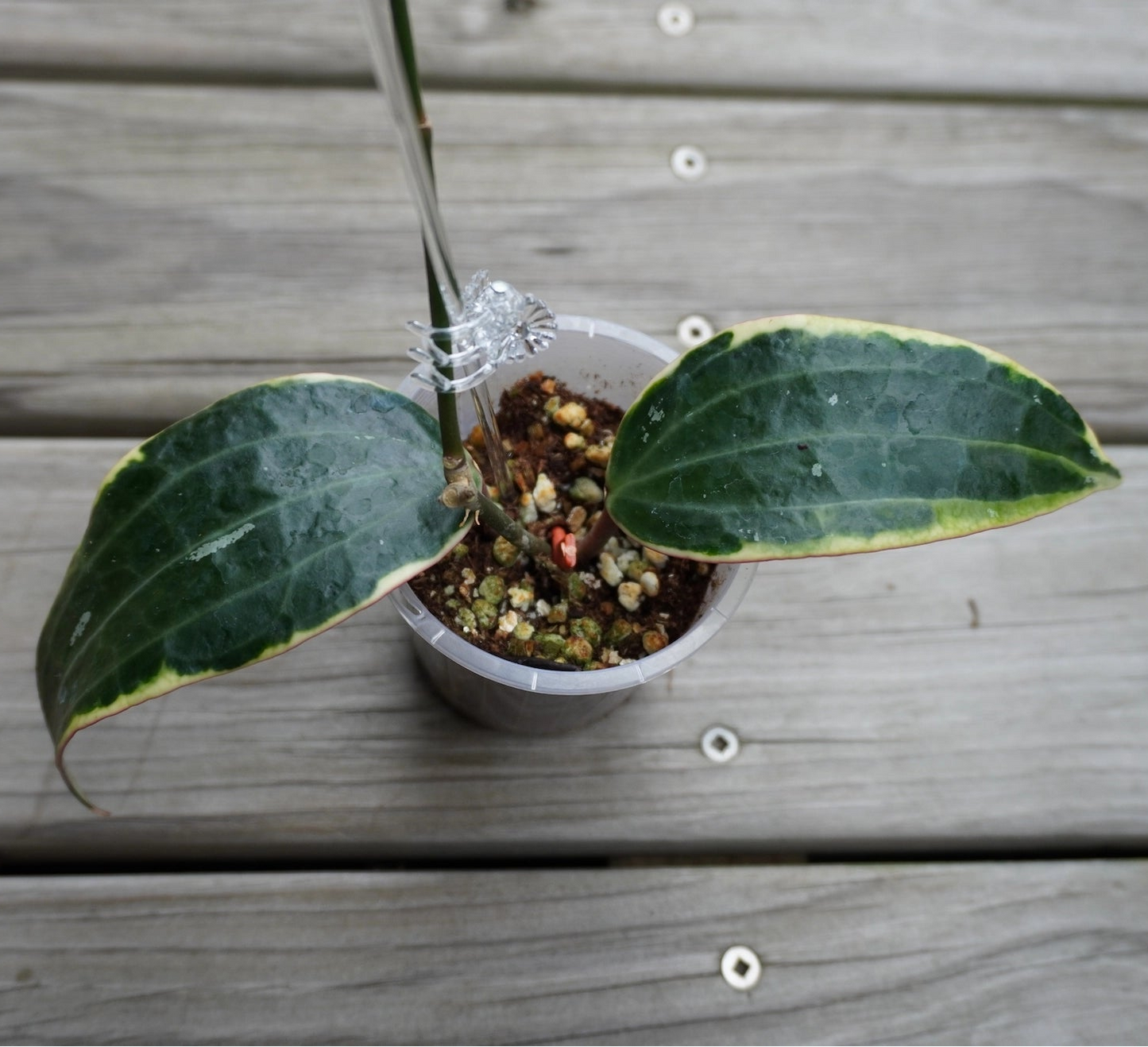 Hoya Latifolia Outer Variegated rare indoor plant with thick leathery leaves and cream borders over a timber deck.