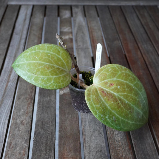 Hoya latifolia Sarawak Plant 01 showing broad, rounded green leaves with intricate pale veining in a clear nursery pot.