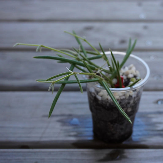 Hoya Linearis (Hoya linearis) rare trailing indoor wax plant with long fuzzy needle leaves cascading vertically