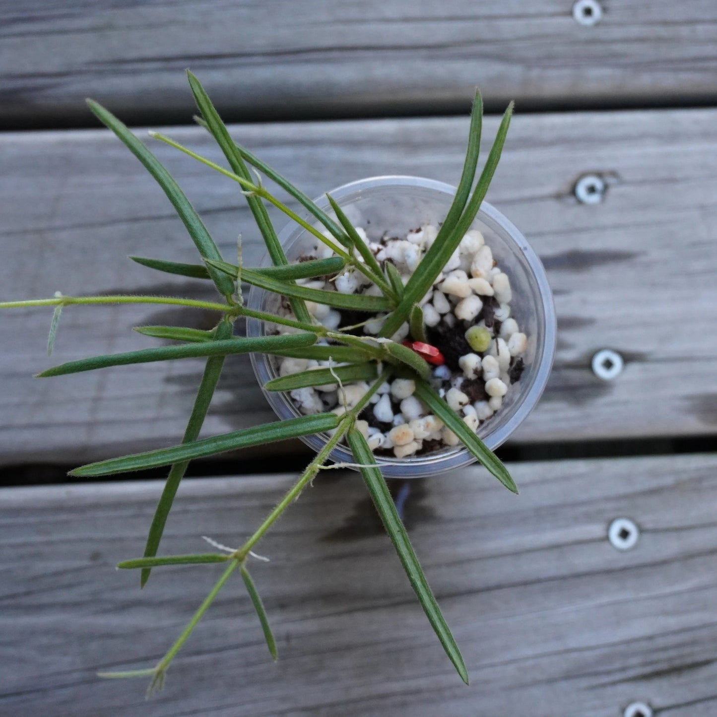 Hoya Linearis (Hoya linearis) rare trailing indoor wax plant with long fuzzy needle leaves cascading vertically