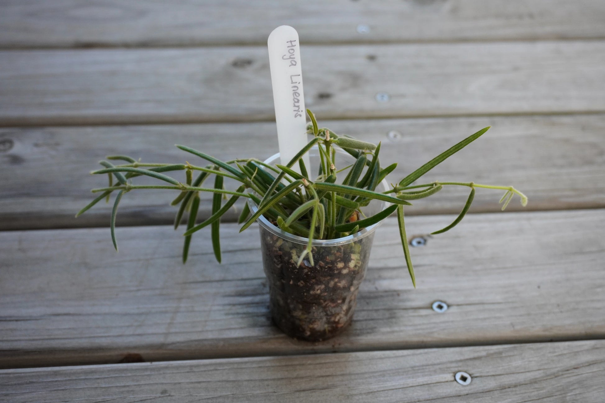 Hoya Linearis rare trailing indoor wax plant with long fuzzy needle leaves cascading down