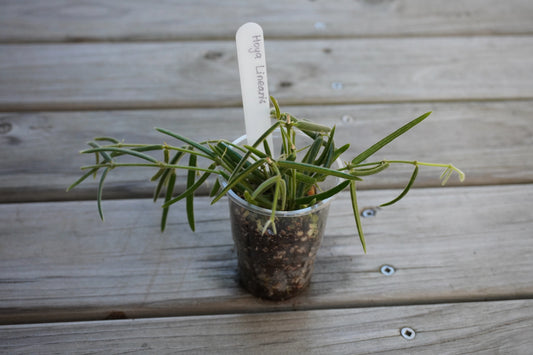 Hoya Linearis rare trailing indoor wax plant with long fuzzy needle leaves cascading down