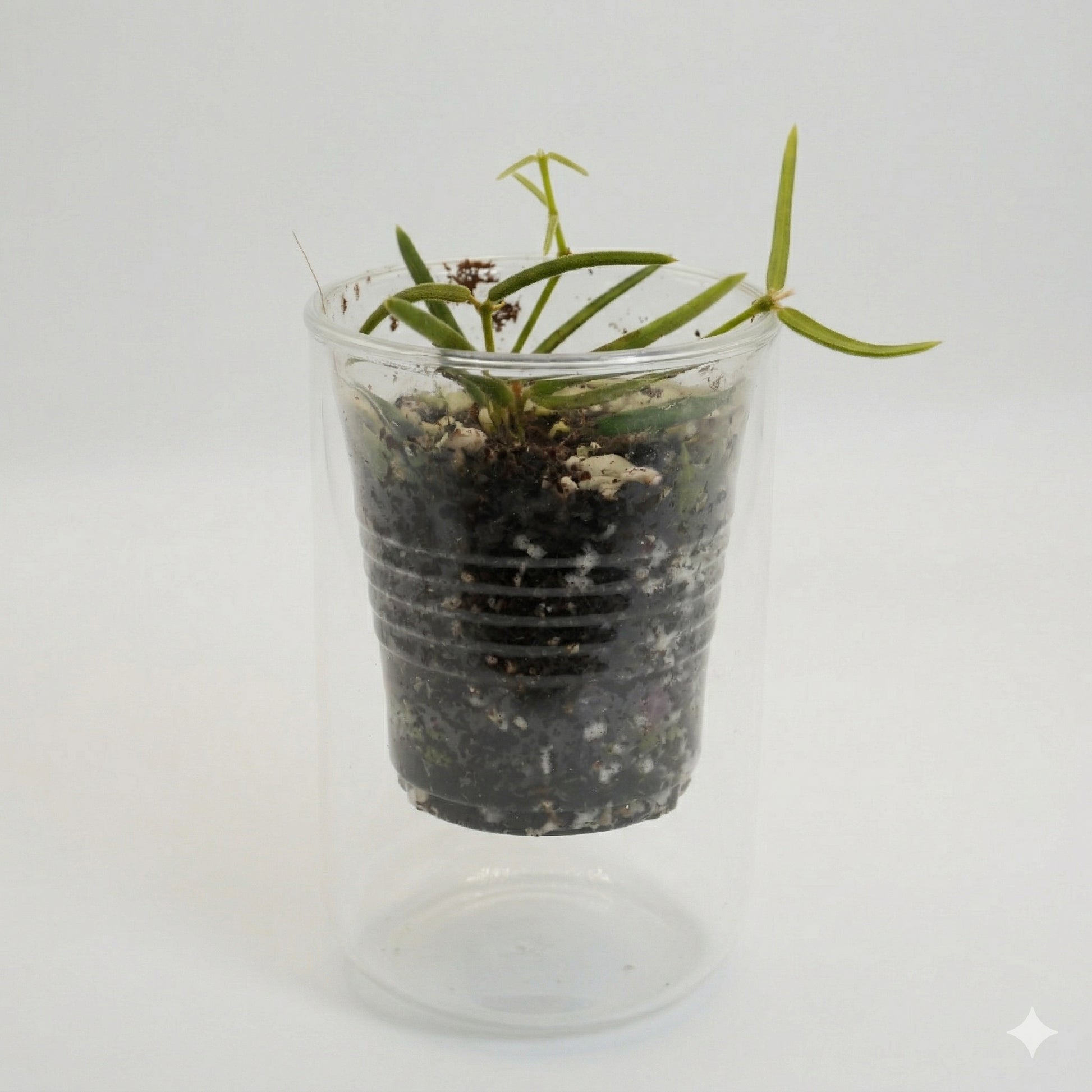 Hoya linearis showing its unique long, narrow, fuzzy green leaves trailing from a pot.