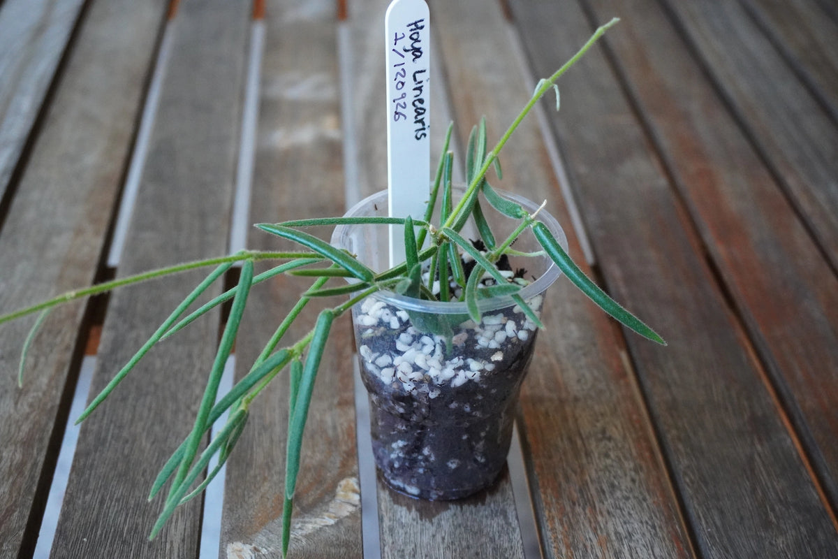 Hoya linearis Plant 01 with slender, fuzzy green leaves and long trailing vines growing in a clear nursery pot.