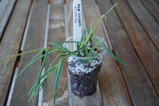 Hoya linearis Plant 01 with slender, fuzzy green leaves and long trailing vines growing in a clear nursery pot.