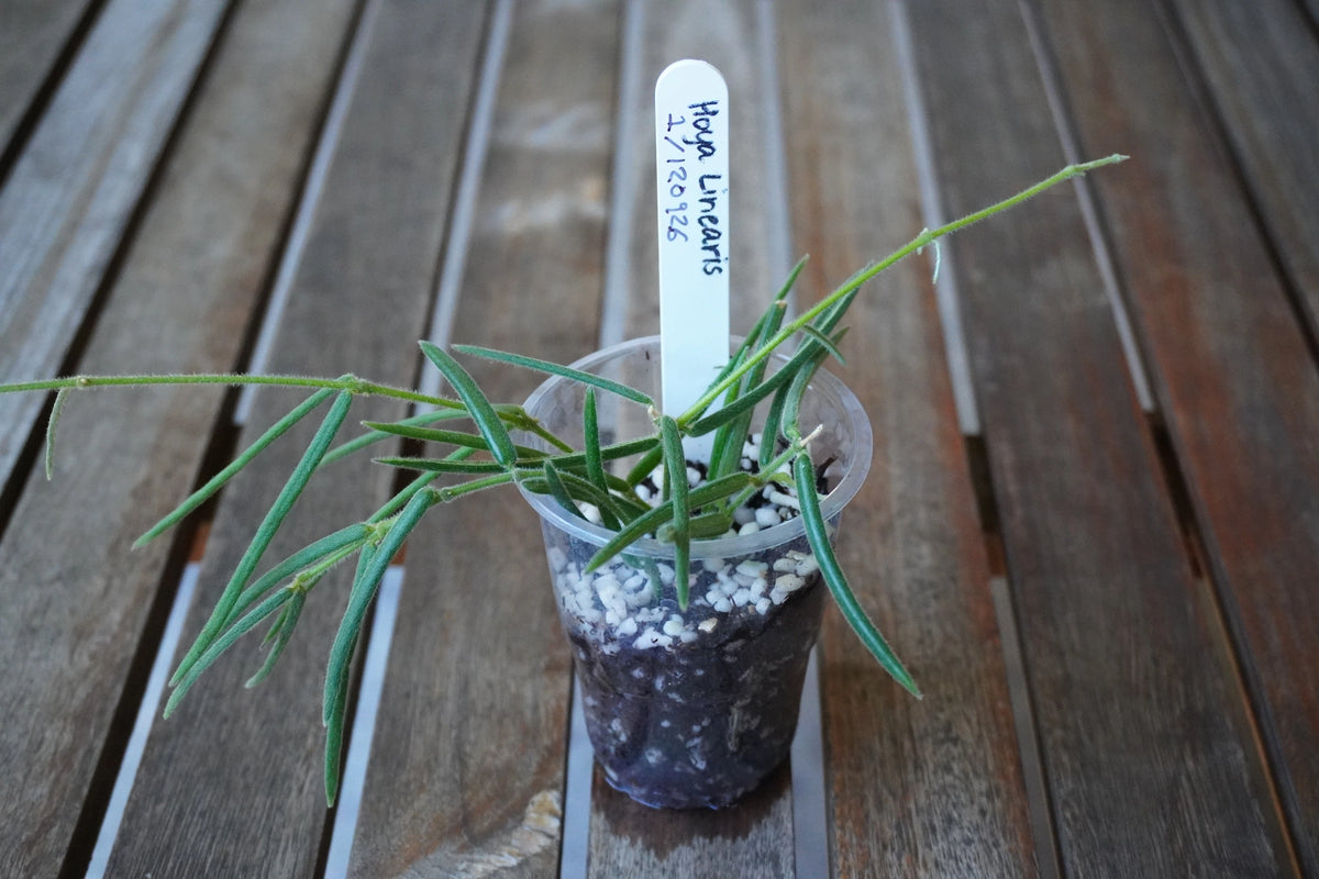 Close-up of Hoya linearis Plant 01 showing narrow, slightly fuzzy green leaves and delicate trailing stems.