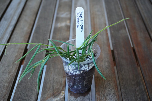 Close-up of Hoya linearis Plant 01 showing narrow, slightly fuzzy green leaves and delicate trailing stems.