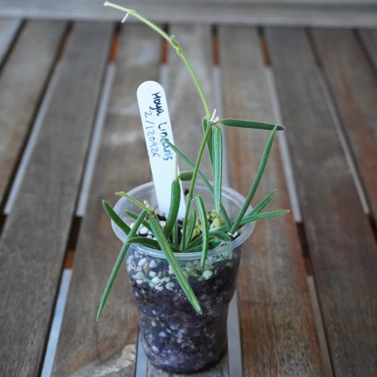 Hoya linearis Plant 02 with long, narrow green leaves and slender trailing stems in a clear nursery pot.