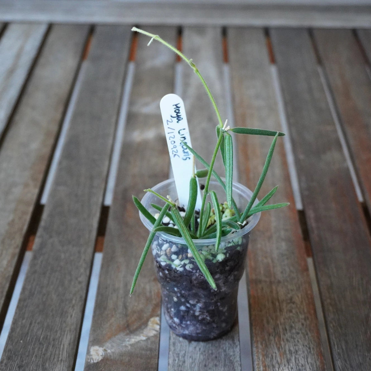 Close-up of Hoya linearis Plant 02 showing fine, fuzzy green leaves, slender vines and fresh growth.