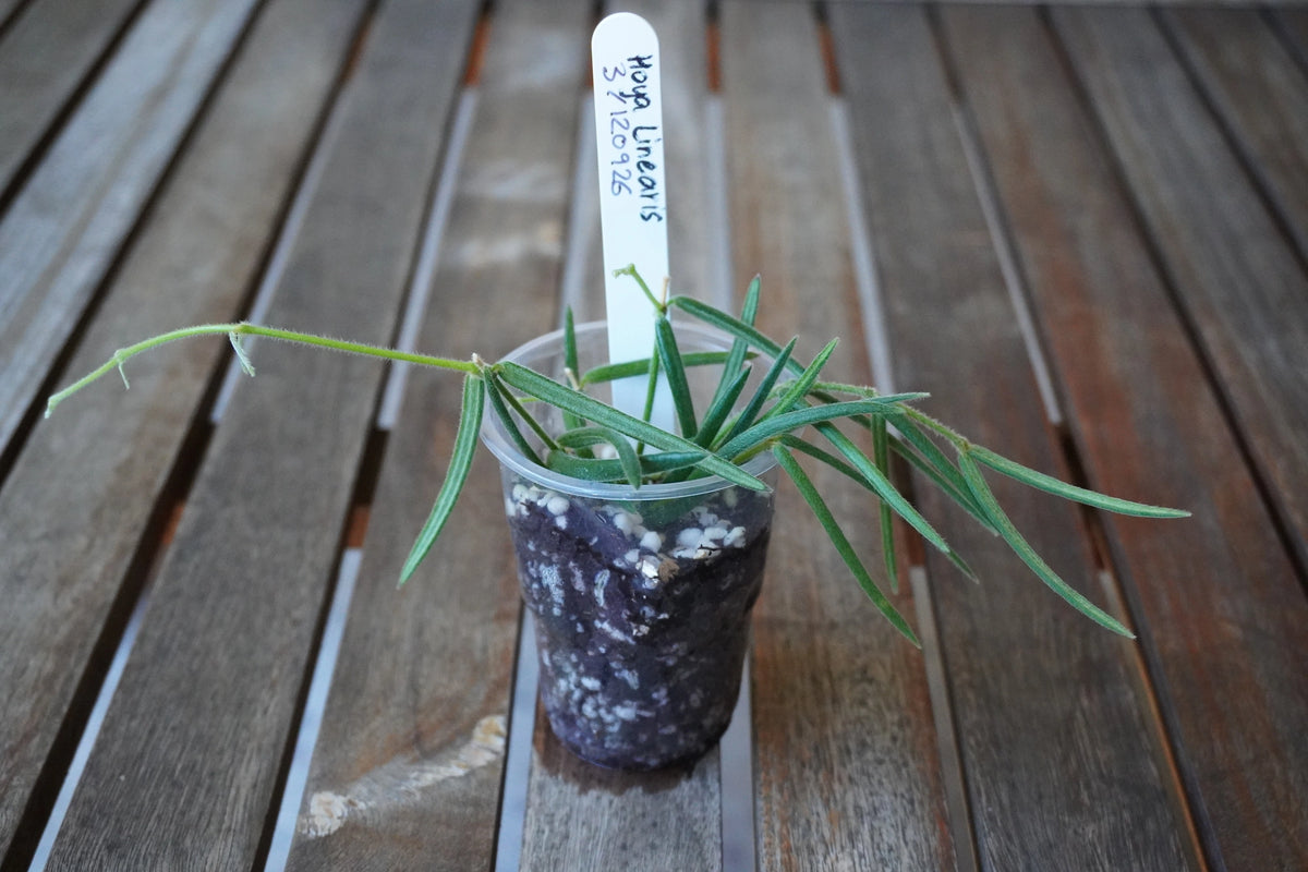 Hoya linearis Plant 03 with numerous narrow green leaves and long trailing vines in a clear nursery pot.