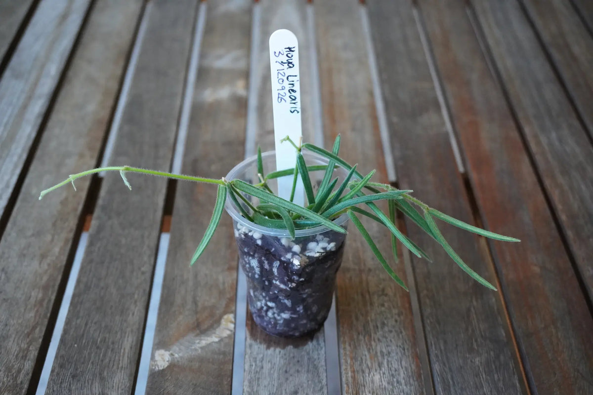Top view of Hoya linearis Plant 03 showing slender, fuzzy green leaves and trailing stems extending from the pot.