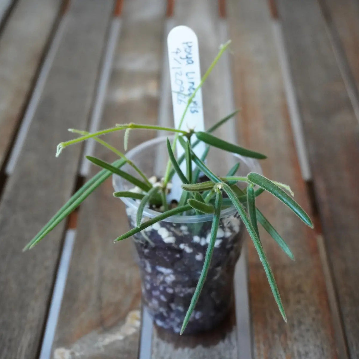 Hoya linearis Plant 04 with long, narrow green leaves and delicate trailing vines growing in a clear nursery pot.