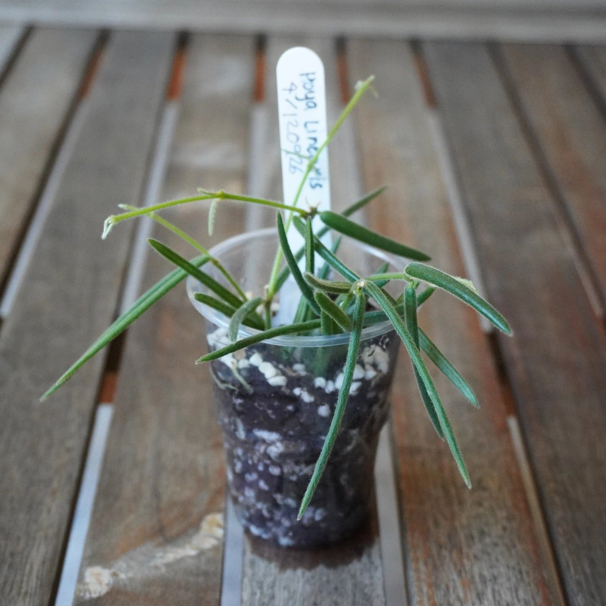 Close-up of Hoya linearis Plant 04 showing slender, slightly fuzzy leaves and long green trailing stems.