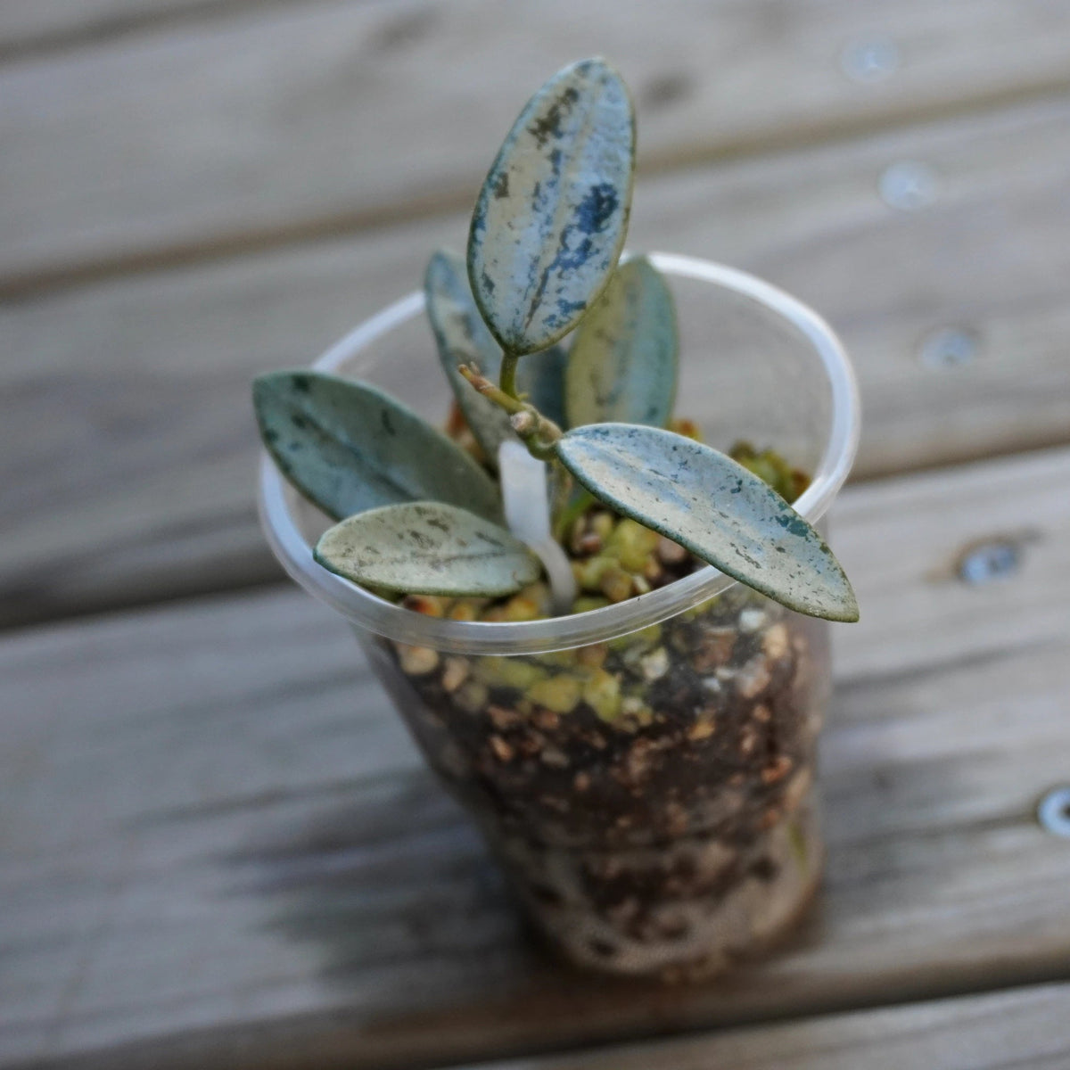 Rare Hoya Lyi Silver  indoor trailing plant showing dark green leaves covered in dense metallic silver splash variegation