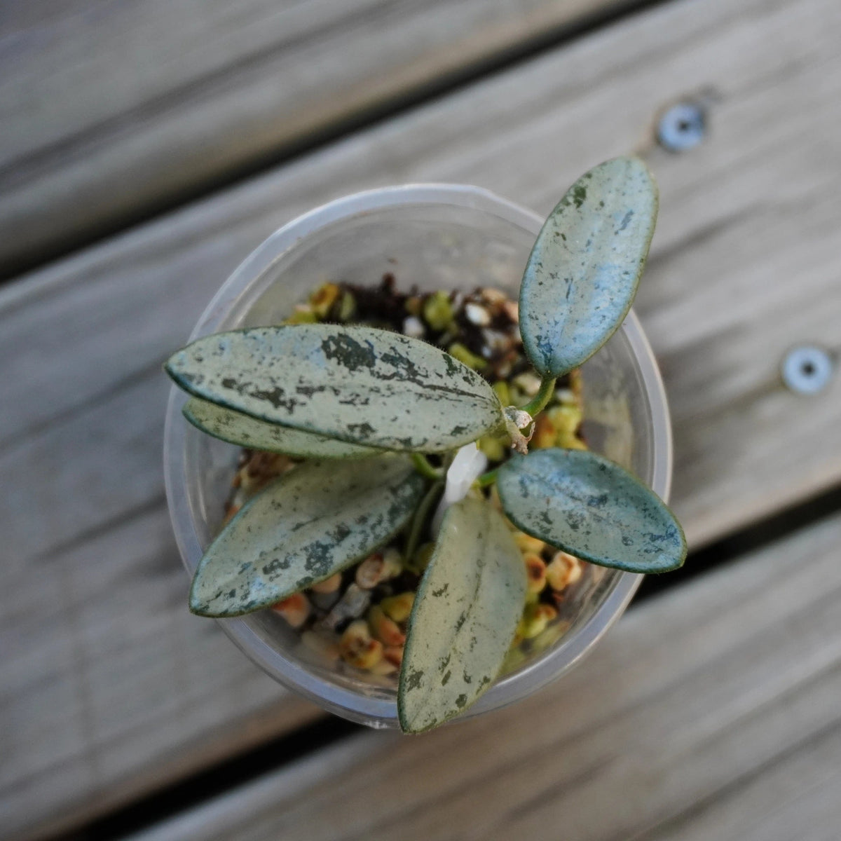 Rare Hoya Lyi Silver (Hoya lyi) indoor trailing plant showing dark green leaves covered in dense metallic silver splash variegation