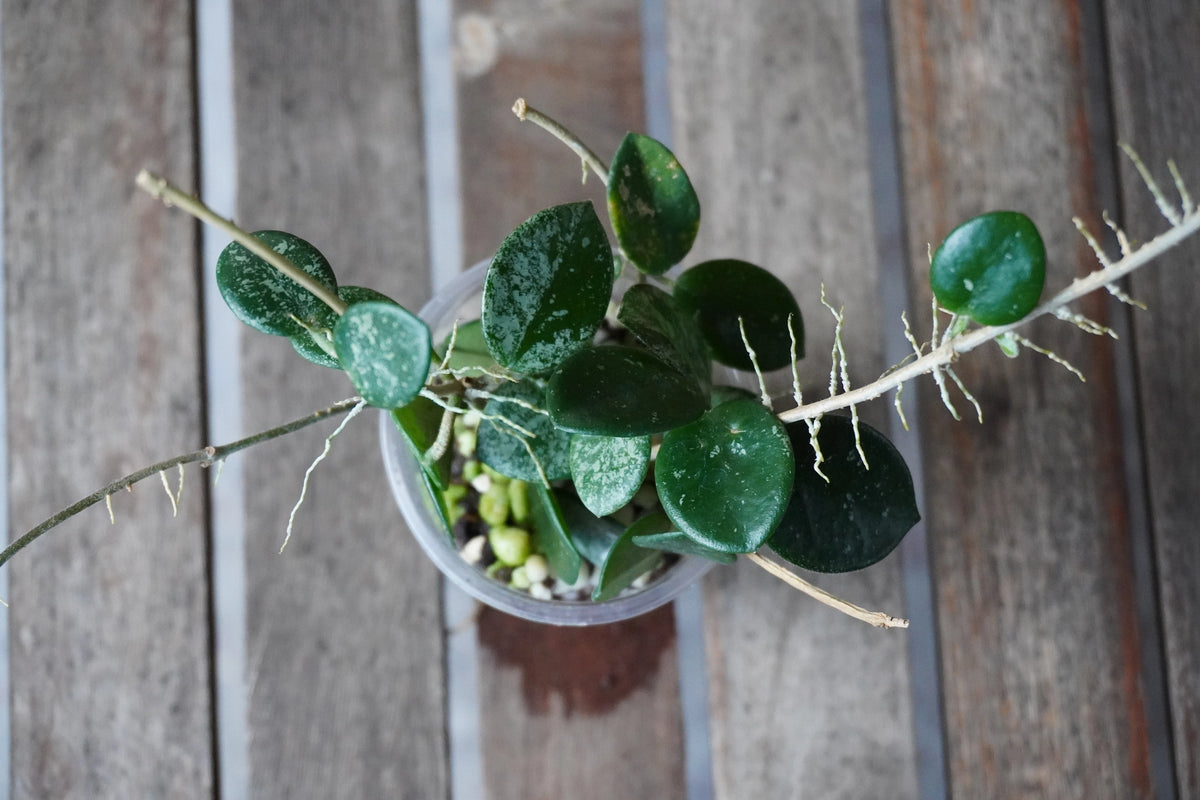 Hoya Mathilde Splash plant  top view with round green and silver-speckled leaves and trailing growth.