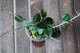 Hoya Mathilde Splash plant  top view with round green and silver-speckled leaves and trailing growth.