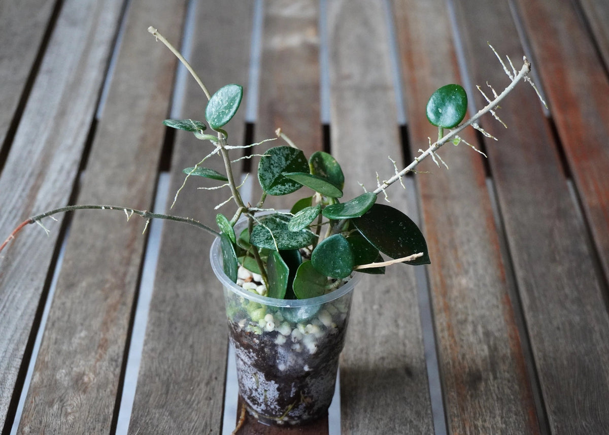 Hoya Mathilde Splash with round green leaves, silver splash markings and long trailing vines.