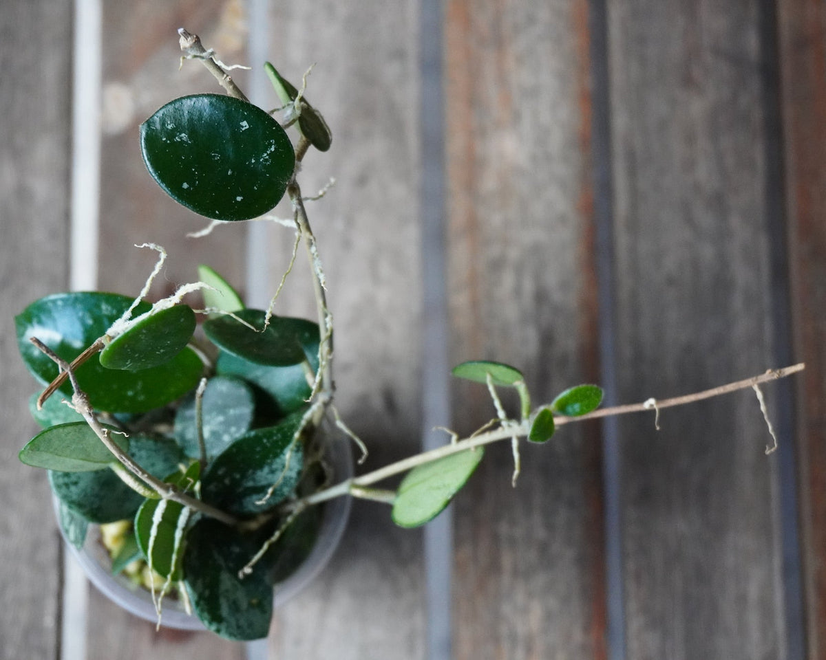 Top view of Hoya Mathilde Splash showing compact round leaves with varied silver splash markings.