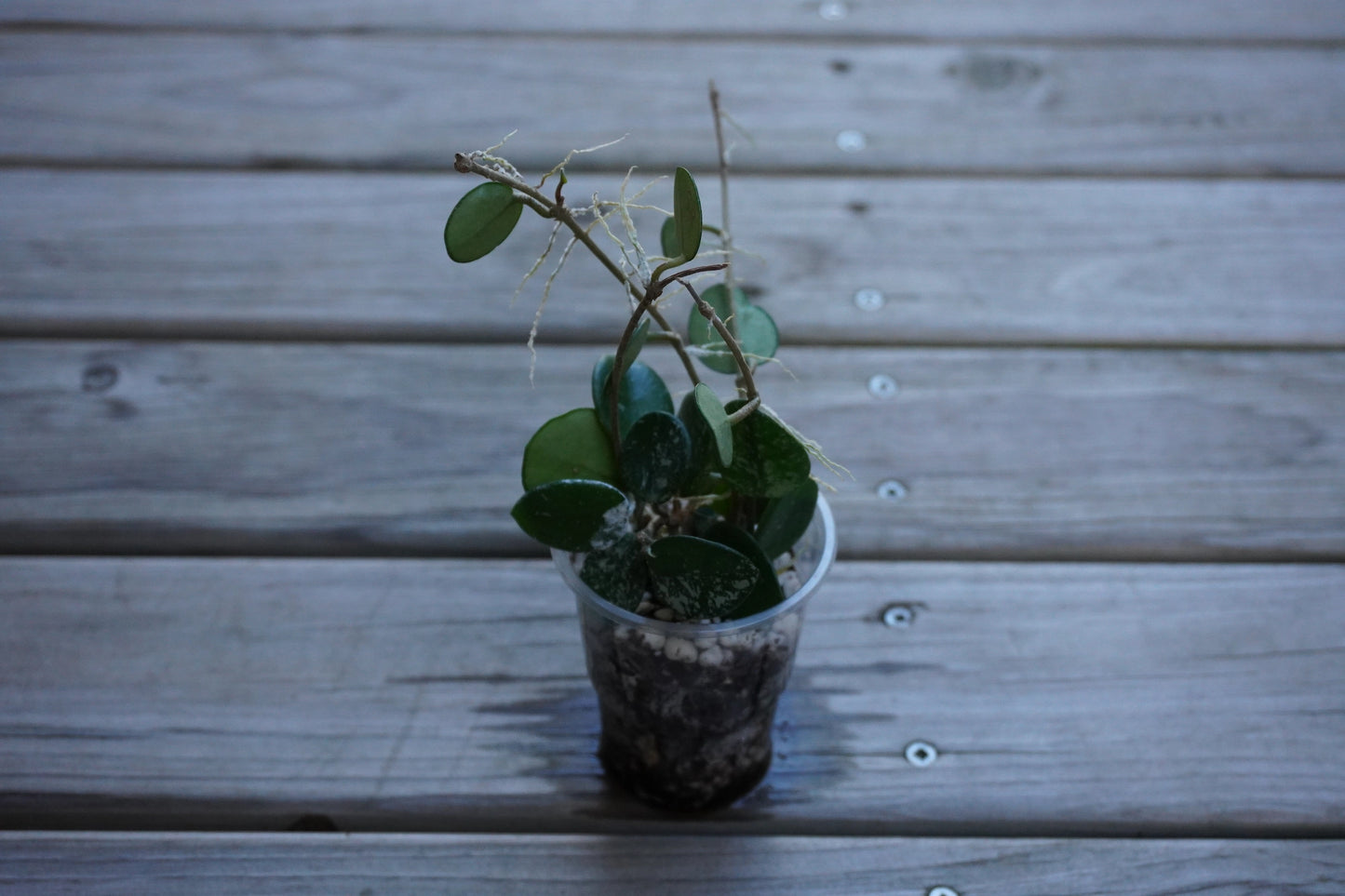 Hoya Mathilde Splash indoor plant featuring small, round succulent leaves with delicate silver speckles, set against a natural wooden deck backdrop.