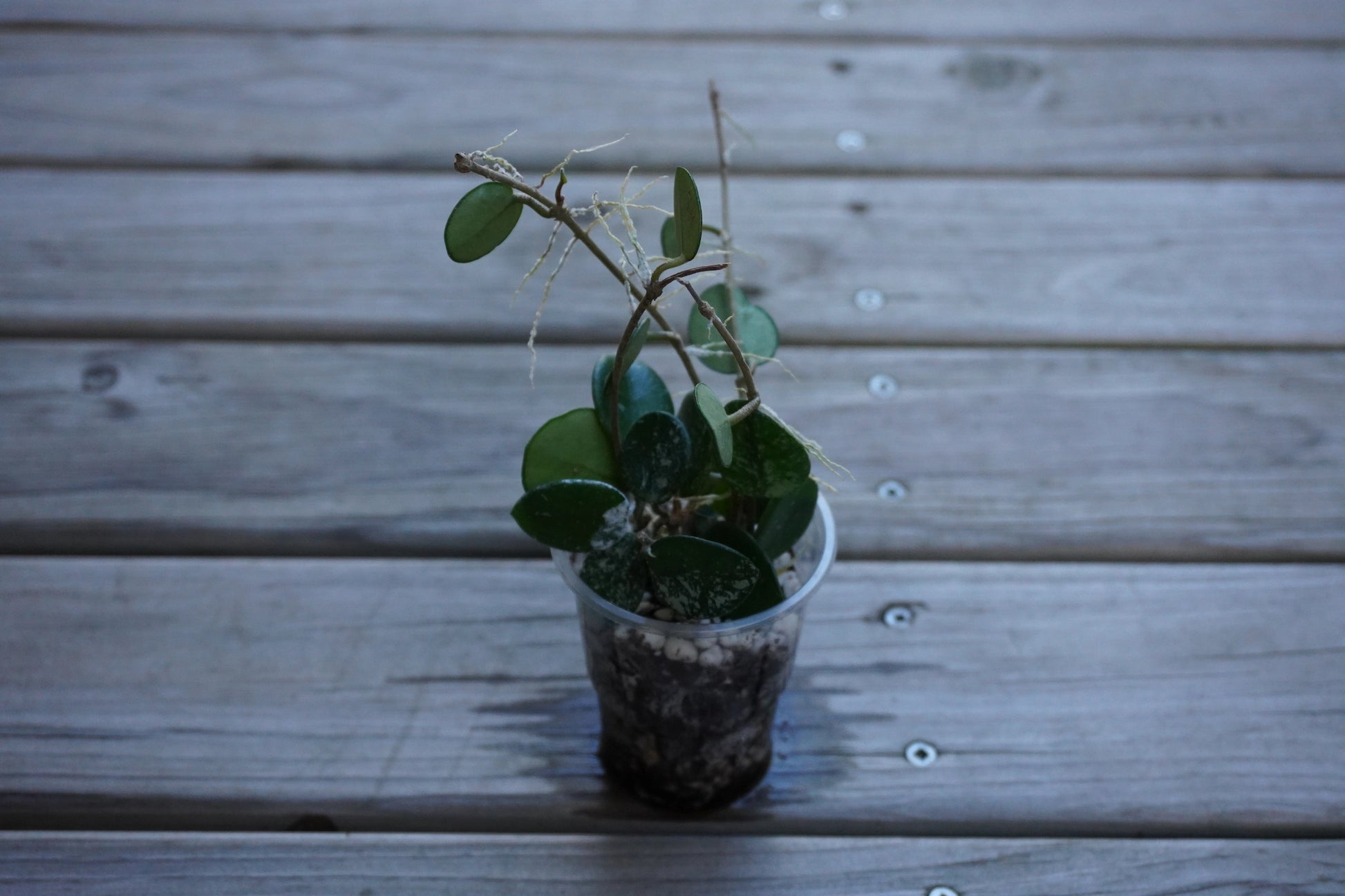 Hoya Mathilde Splash indoor plant featuring small, round succulent leaves with delicate silver speckles, set against a natural wooden deck backdrop.