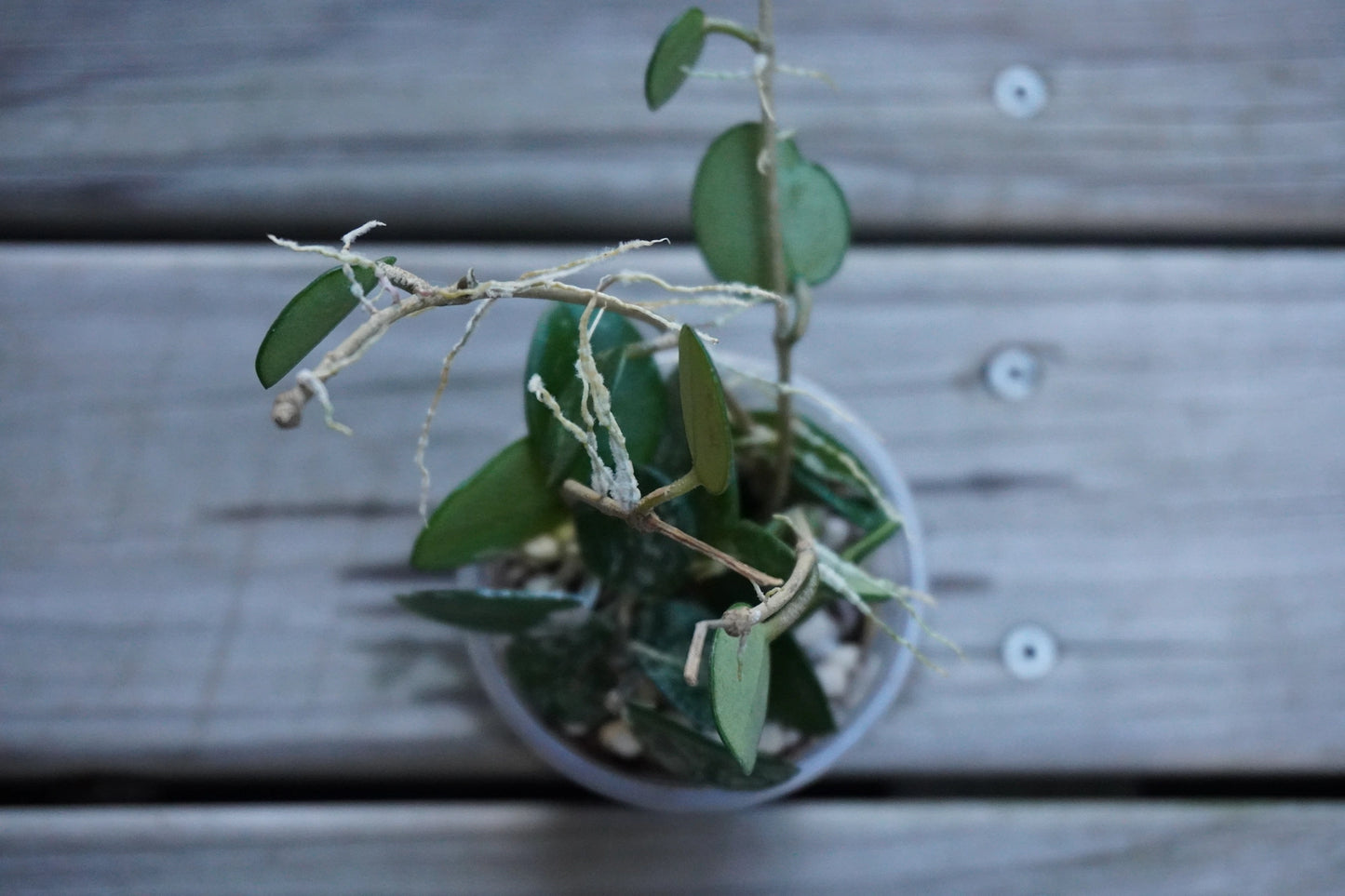 Hoya Mathilde Splash indoor plant with small round succulent leaves and silver flecks over a wooden deck background.