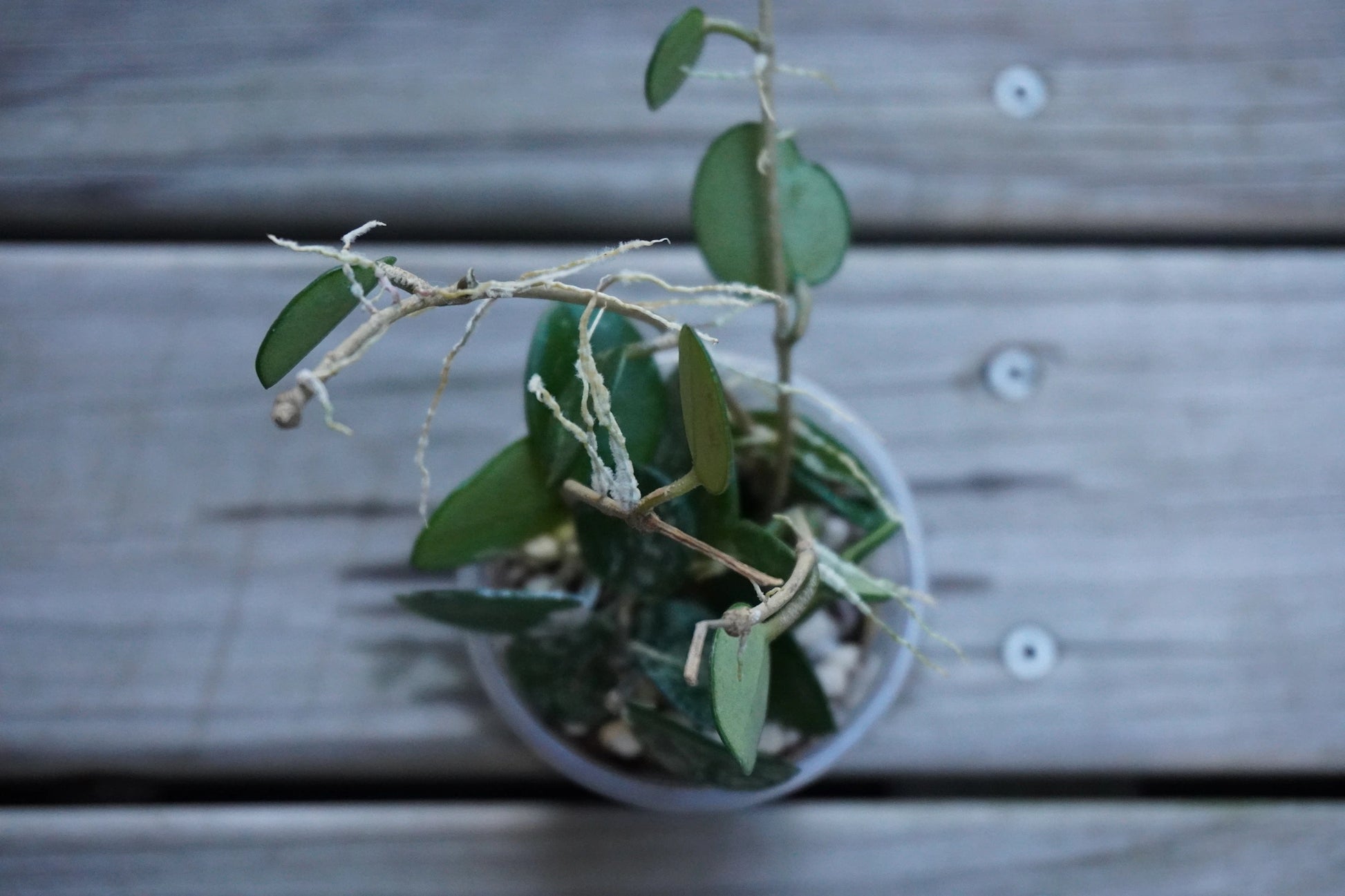 Hoya Mathilde Splash indoor plant with small round succulent leaves and silver flecks over a wooden deck background.