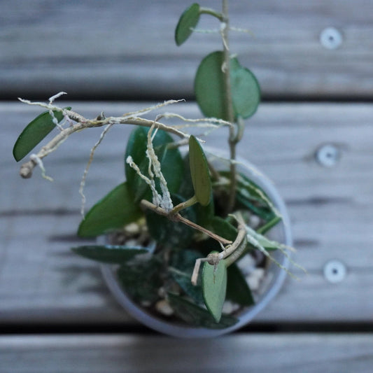 Hoya Mathilde Splash indoor plant with small round succulent leaves and silver flecks over a wooden deck background.