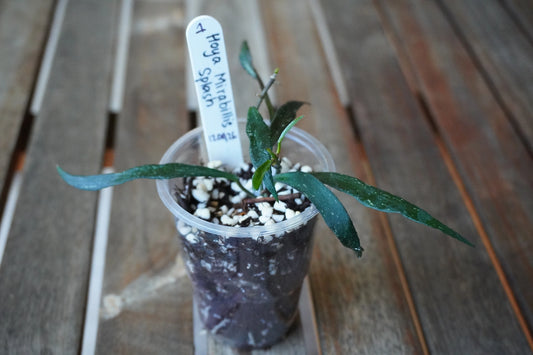 Hoya mirabilis Splash Plant 01 with elongated silver-speckled green leaves and a developing vine in a clear nursery pot.
