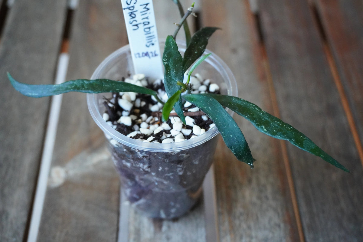 Close-up of Hoya mirabilis Splash showing long, narrow dark green leaves with fine silver speckling in a clear pot.