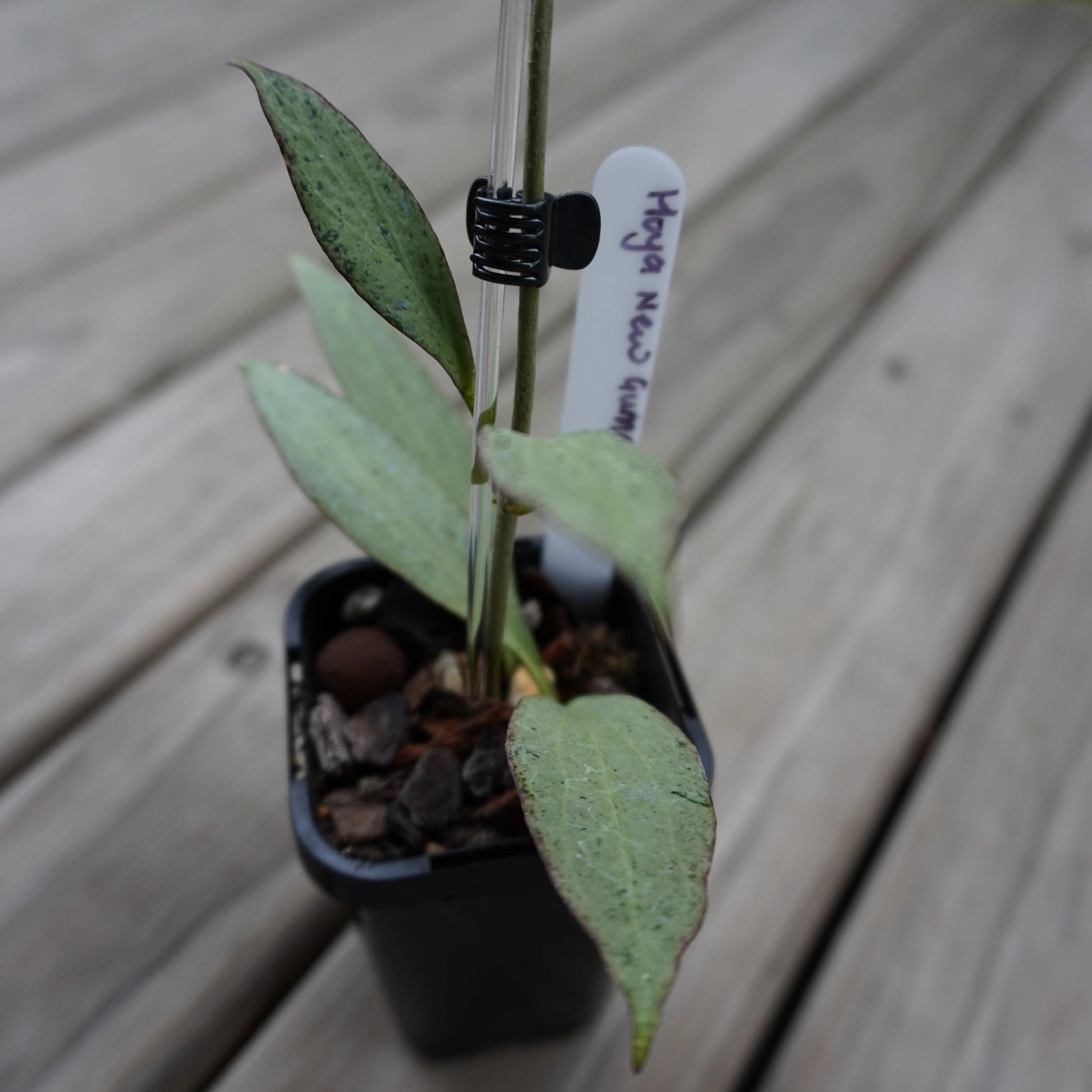Hoya New Guinea rare indoor plant with silver flecked succulent leaves and prominent dark margins on a wooden deck.