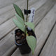 Hoya New Guinea rare indoor plant with silver flecked succulent leaves and prominent dark margins on a wooden deck.